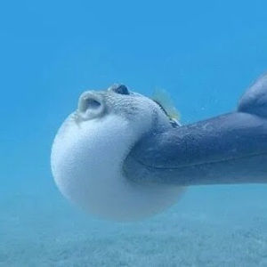 Meet your Posher, Djanne